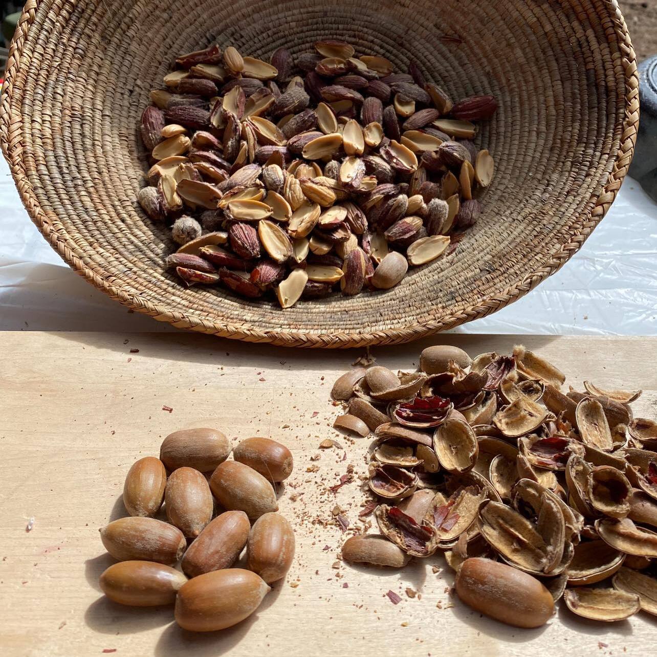 Acorns: Processing with Dana Galloway - logo